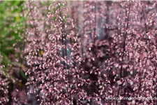 Kleinblütiges Silberglöckchen 'Black Beauty' 1 Liter Topf