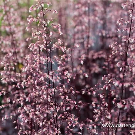 Kleinblütiges Silberglöckchen 'Black Beauty'