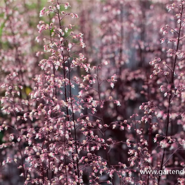 Kleinblütiges Silberglöckchen 'Black Beauty'