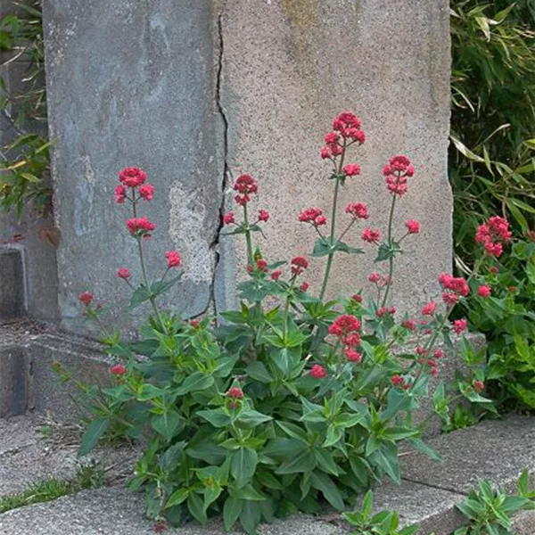 Rotblühende Spornblume 'Coccineus'