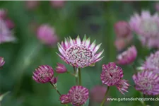 Kaukasus-Sterndolde 'Rosea' 1 Liter Topf