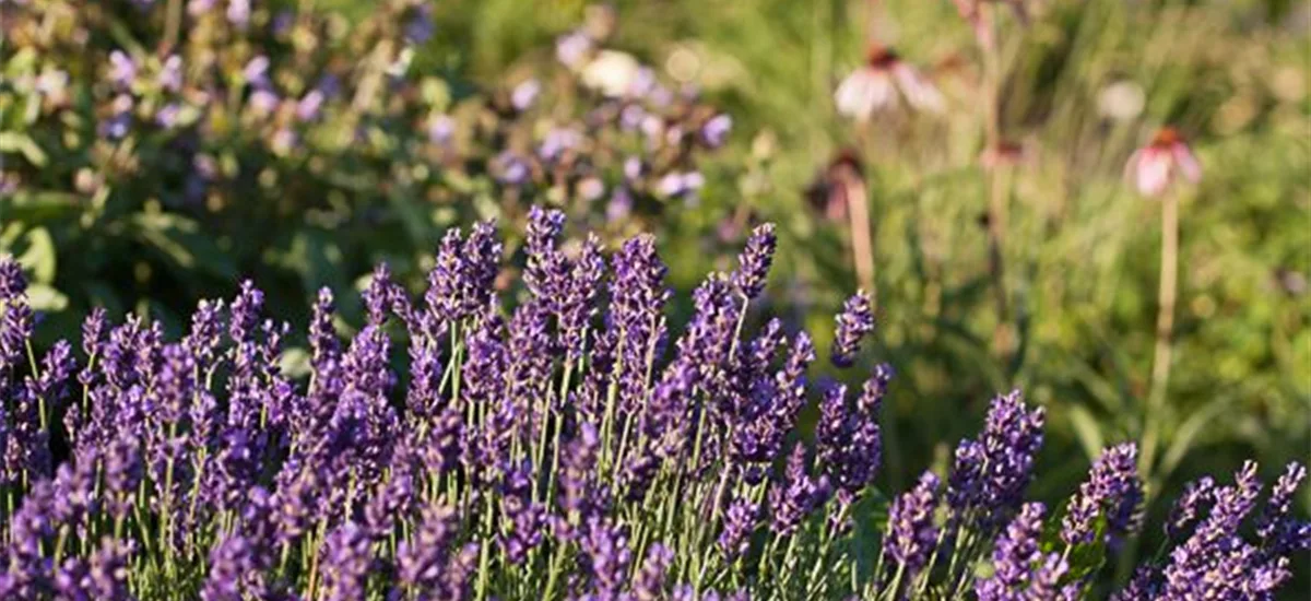 Lavendel 'Early Hidcote' 9 x 9 cm Topf 0,5 Liter