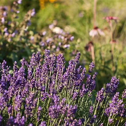 Lavendel 'Early Hidcote'