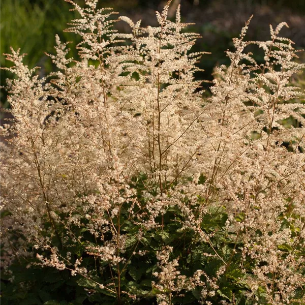 Kleiner Geißbart 'Misty Lace'