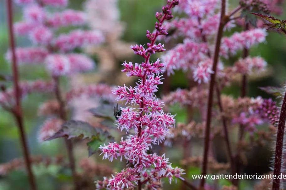 Prachtspiere 'Colour Flash' 1 Liter Topf