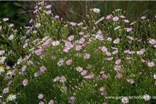 Myrten-Aster 'Esther' 9 x 9 cm Topf 0,5 Liter