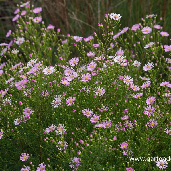 Myrten-Aster 'Esther'