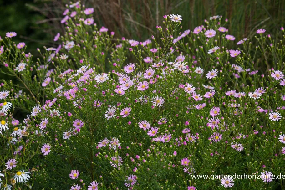 Myrten-Aster 'Esther' 9 x 9 cm Topf 0,5 Liter