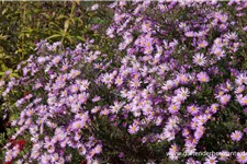 Pringleis Myrten-Aster 'Pink Star' 1 Liter Topf