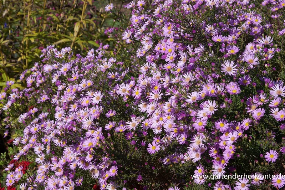 Pringleis Myrten-Aster 'Pink Star' 1 Liter Topf