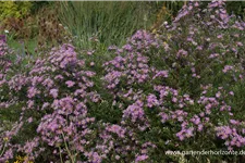 Pringleis Myrten-Aster 'Pink Star' 1 Liter Topf