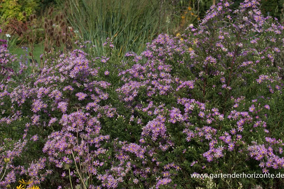 Pringleis Myrten-Aster 'Pink Star' 1 Liter Topf