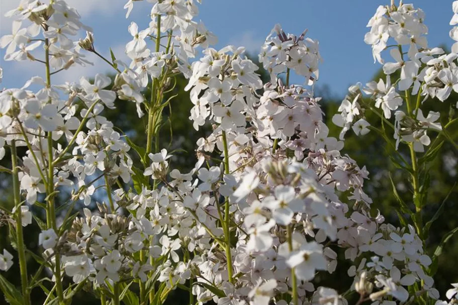 Nachtviole 'Alba' 0,5 Liter Topf