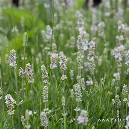 Lavendel 'Ellagance Ice'