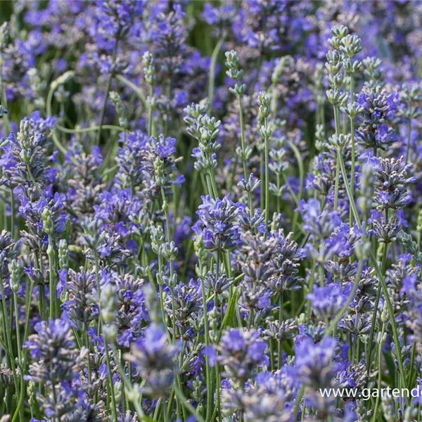 Provence-Lavendel 'Cedar Blue' - Lavandula angustifolia 'Cedar Blue' Provence-Lavendel 'Cedar Blue' - Lavandula angustifolia 'Cedar Blue'