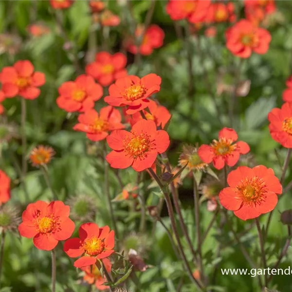 Nelkenwurz 'Borisii'