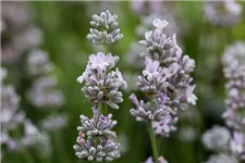 Lavendel 'Ellagance Pink' 9 x 9 cm Topf 0,5 Liter