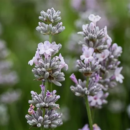 Lavendel 'Ellagance Pink'