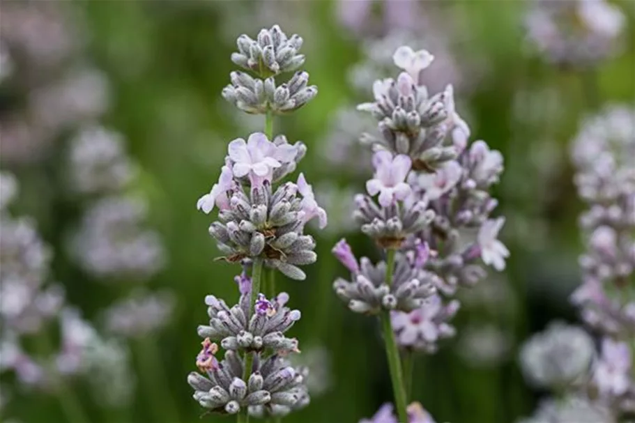 Lavendel 'Ellagance Pink' 9 x 9 cm Topf 0,5 Liter