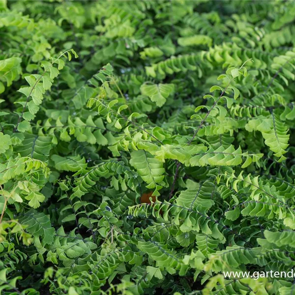 Kleiner Pfauenradfarn 'Imbricatum'