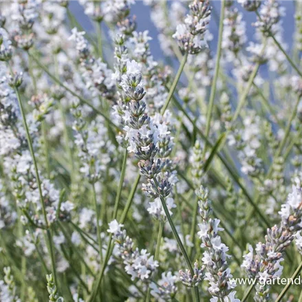 Provence-Lavendel 'Edelweiß'