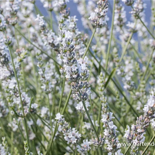 Provence-Lavendel 'Edelweiß'