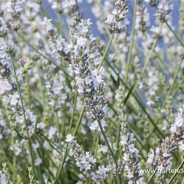 Provence-Lavendel 'Edelweiß'