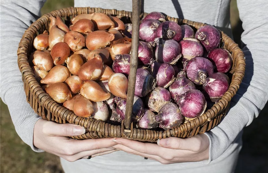 Der perfekte Winterschutz für Blumenzwiebeln