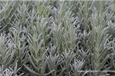 Lavendel 'Silver Mist' 9 x 9 cm Topf 0,5 Liter