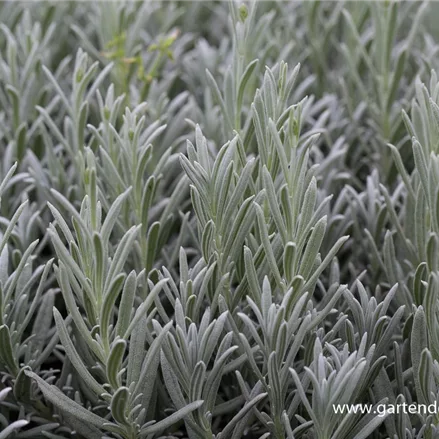 Lavendel 'Silver Mist'