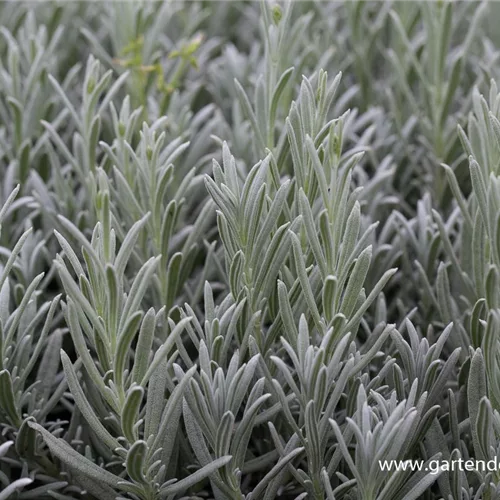 Lavendel 'Silver Mist'