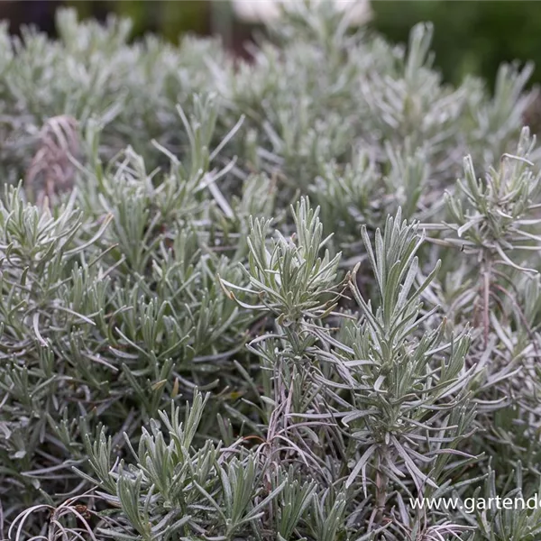 Provence-Lavendel 'Grappenhall'