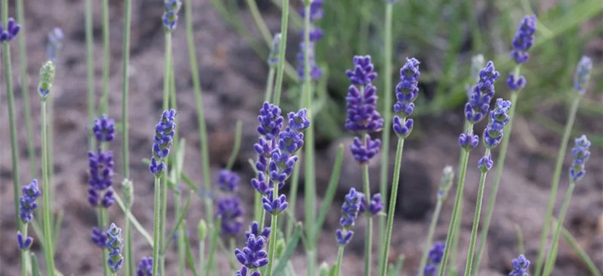 Lavendel 'Imperial Gem' 9 x 9 cm Topf 0,5 Liter