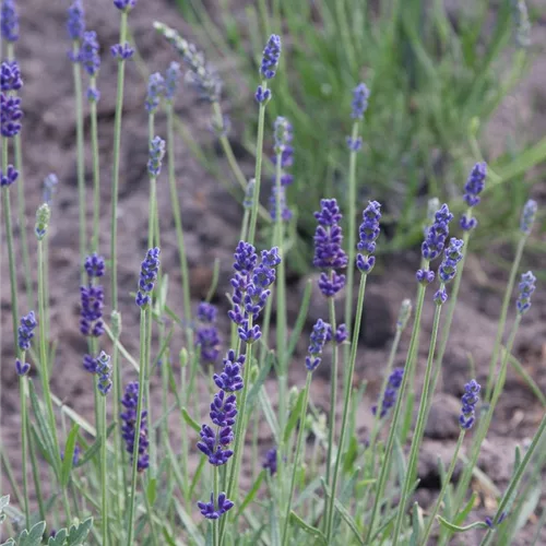 Lavendel 'Imperial Gem'