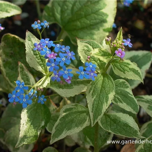 Kaukasusvergissmeinnicht 'Variegata'