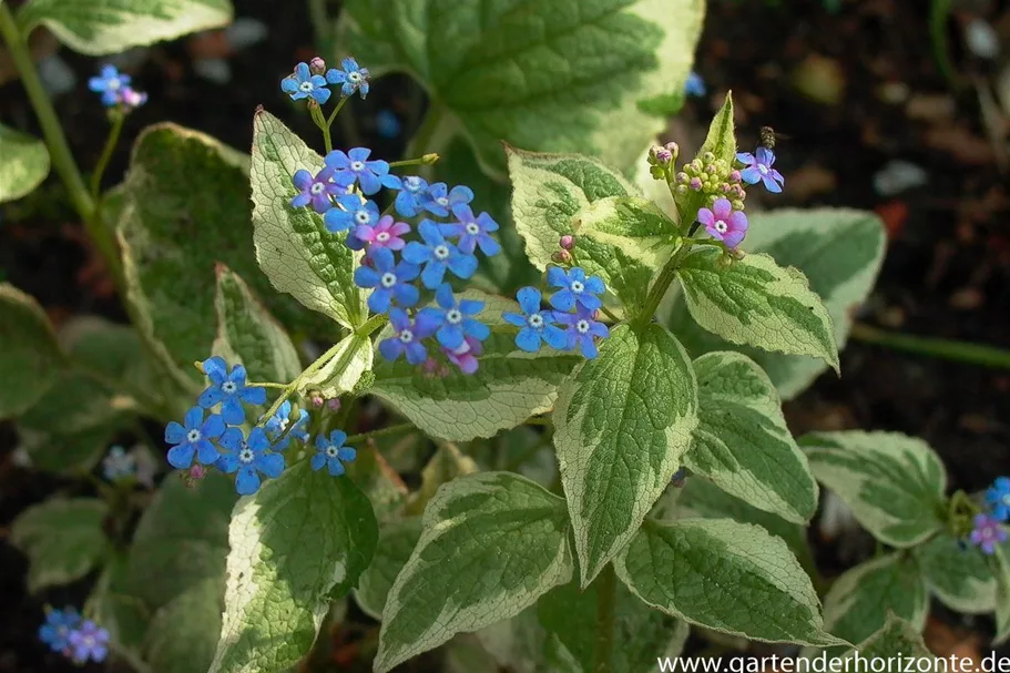 Kaukasusvergissmeinnicht 'Variegata' 1,3 Liter Topf