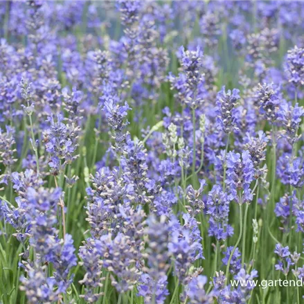 Provence-Lavendel 'Bowles Variety'