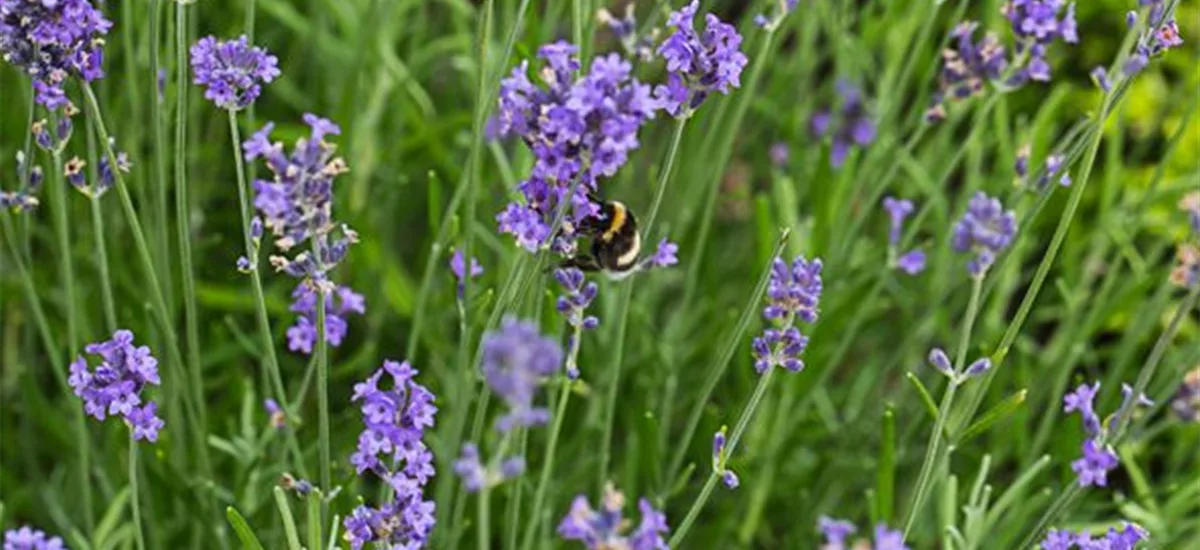 Lavendel 'Blue Scent Early' 9 x 9 cm Topf 0,5 Liter