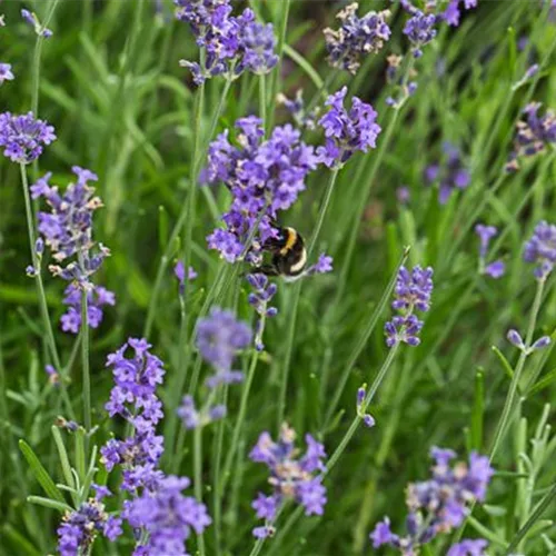 Lavendel 'Blue Scent Early'