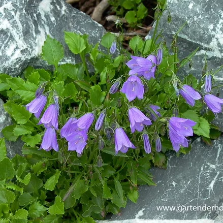 Niedliche Glockenblume 'Bavaria Blue'