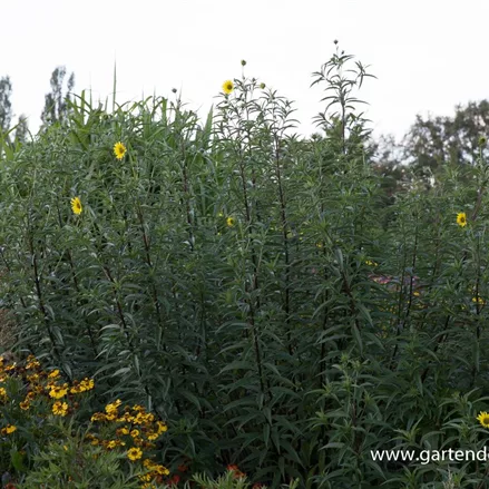 Kellermanns Sonnenblume