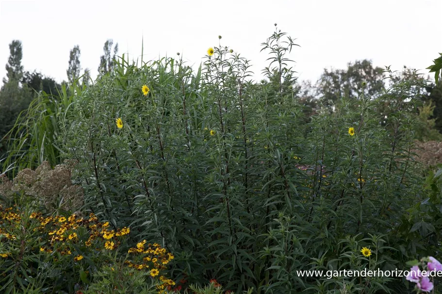 Kellermanns Sonnenblume 1 Liter Topf