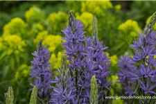 Leichtlins Prärielilie 'Caerulea' 2 Liter Topf