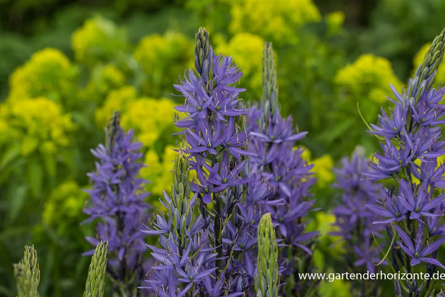 Leichtlins Prärielilie 'Caerulea' 2 Liter Topf