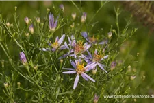 Niedrige Aster 'Nanus' 9 x 9 cm Topf 0,5 Liter