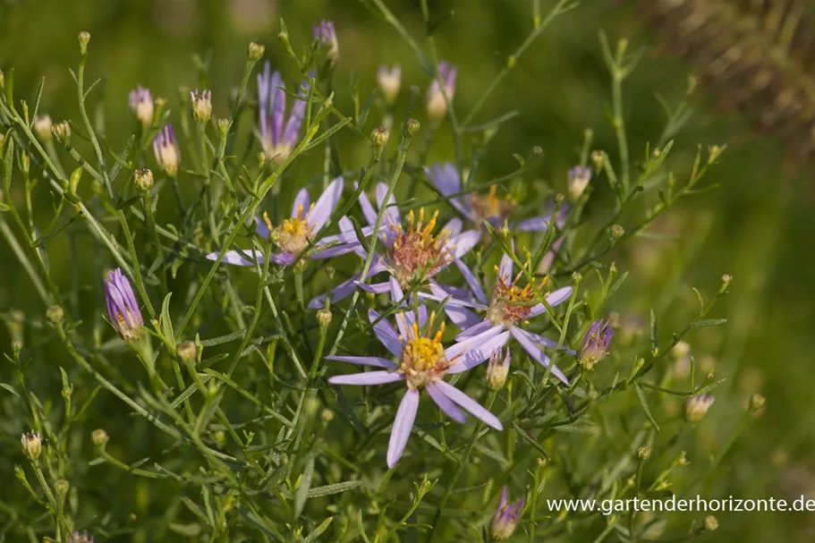 Niedrige Aster 'Nanus' 9 x 9 cm Topf 0,5 Liter