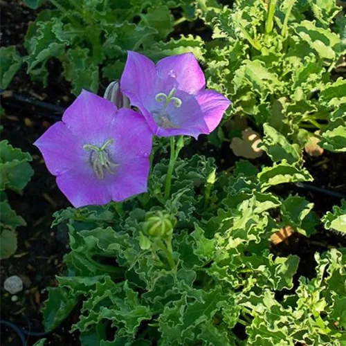 Niedrige Glockenblume 'Blaue Clips'