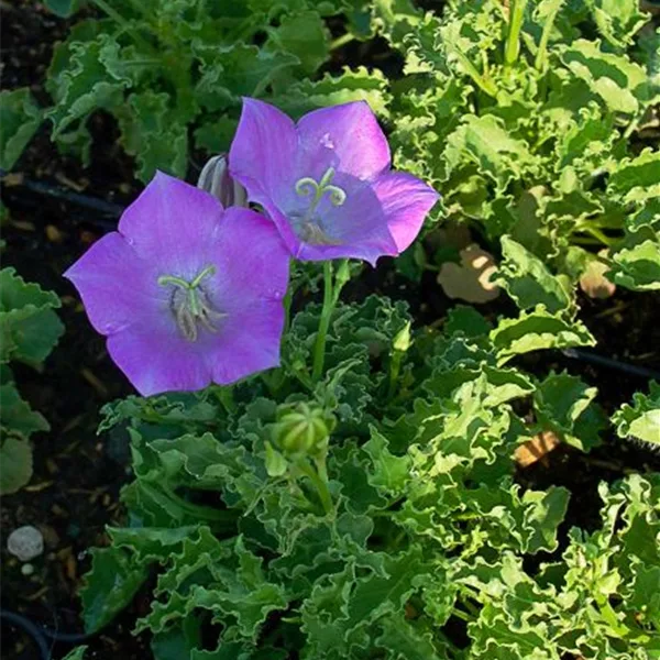 Niedrige Glockenblume 'Blaue Clips'