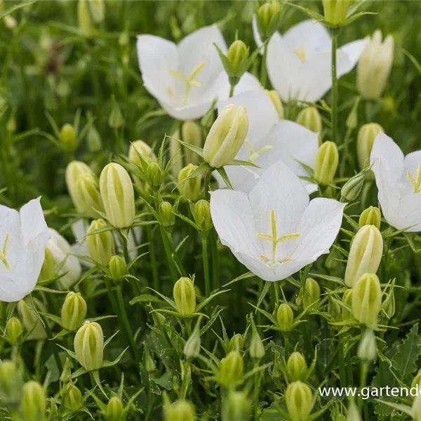 Niedrige Glockenblume 'Weiße Clips'