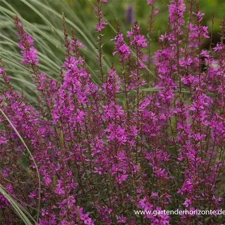 Ruten-Weiderich 'Dropmore Purple'